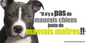 Il n y a pas de mauvais chien